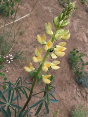 Lupinus angustiflorus