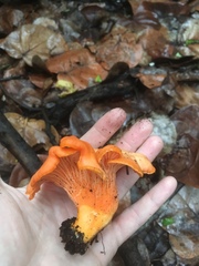 Cantharellus coccolobae