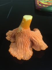 Cantharellus coccolobae