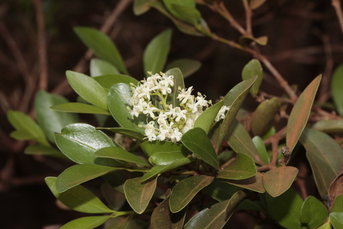 Tarenna rhypalostigma observed 2024-12-20