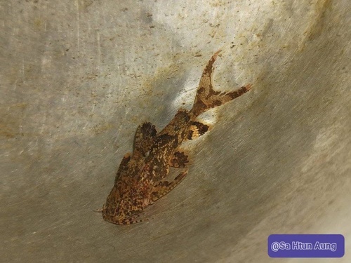 Erethistes filamentosus