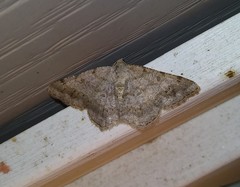 Digrammia ocellinata