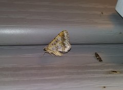 Digrammia ocellinata