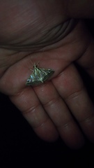 Agrioglypta itysalis