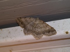 Digrammia ocellinata