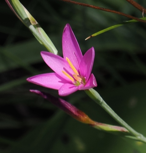 Hesperantha baurii, photograph 3