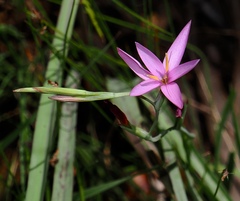 Hesperantha baurii, photograph (c) desertnaturalist, some rights reserved (CC BY)