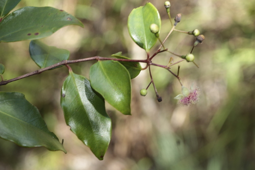 Archirhodomyrtus baladensis observed 2024-12-27