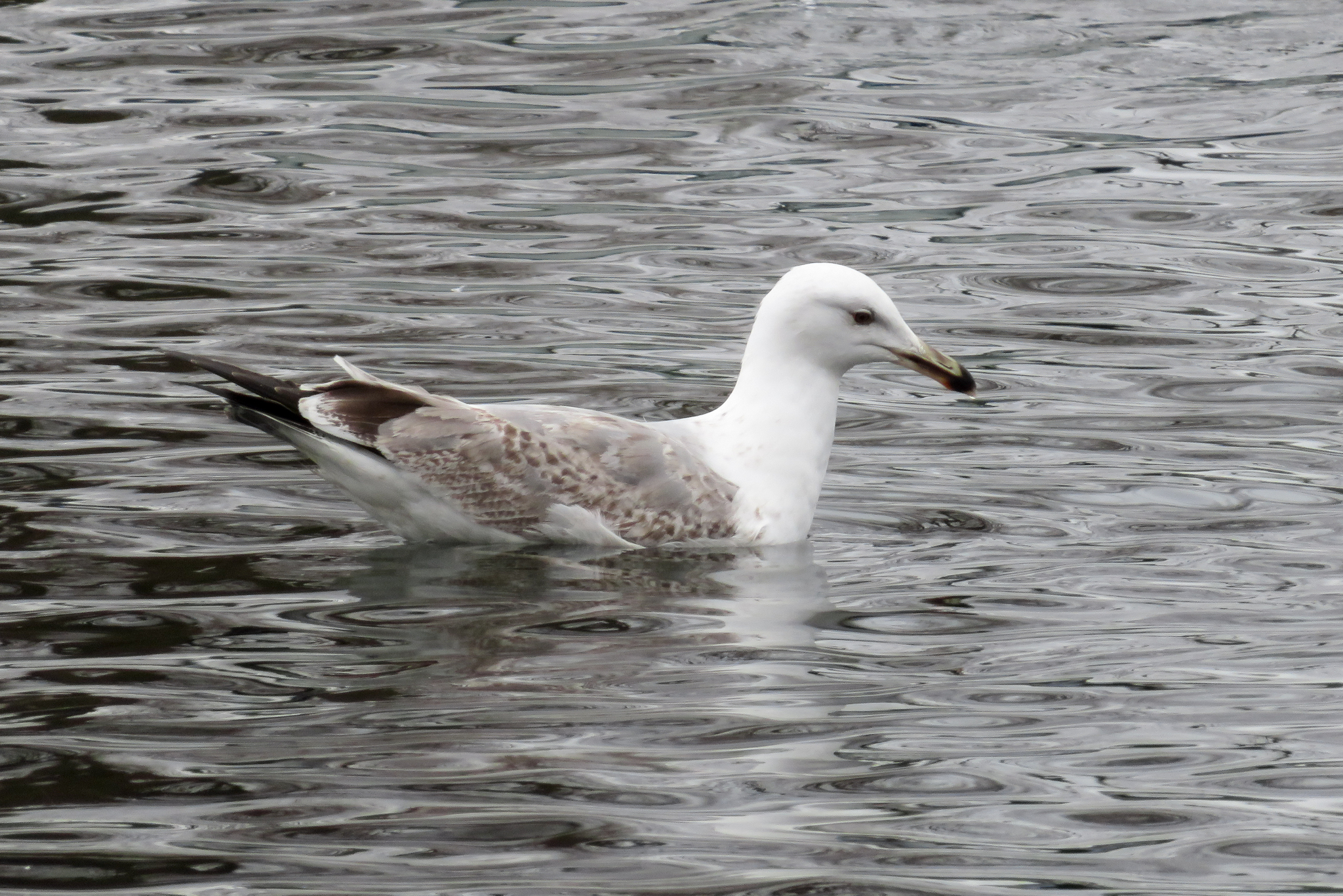 Caspian Gull (Larus cachinnans)