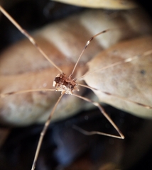 Leuronychus pacificus
