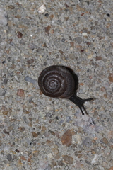 Polygyrinae