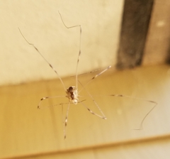 Leuronychus pacificus