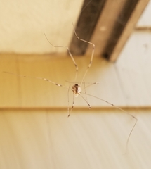 Leuronychus pacificus