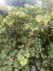 Piliostigma thonningii