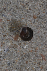 Polygyrinae