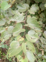 Piliostigma thonningii