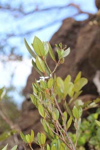 Psychotria coptosperma observed 2025-01-08