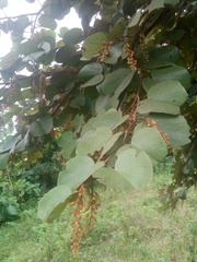 Piliostigma thonningii
