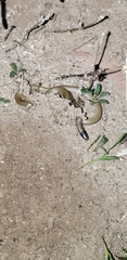Tantilla