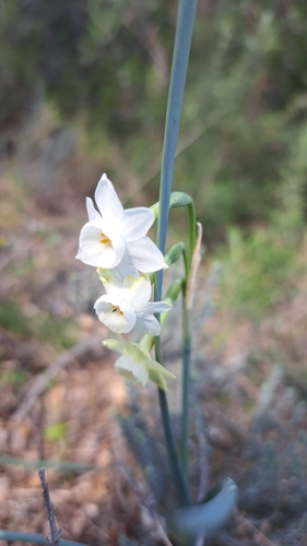 Image of Narcissus dubius by (c) Noé Fleury Frouart, some rights reserved (CC BY)