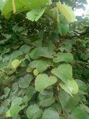 Piliostigma thonningii