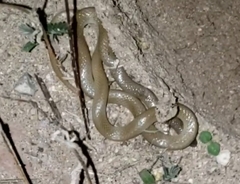 Tantilla