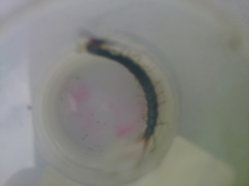 Cormocephalus westwoodi