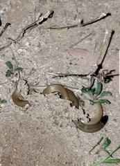 Tantilla