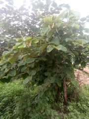 Piliostigma thonningii