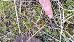 Proteuxoa sanguinipuncta