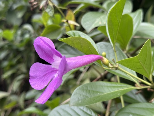 Foto de Sete-léguas