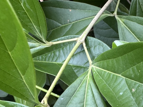 Foto de Sete-léguas