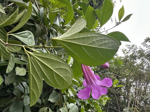 Foto de Sete-léguas