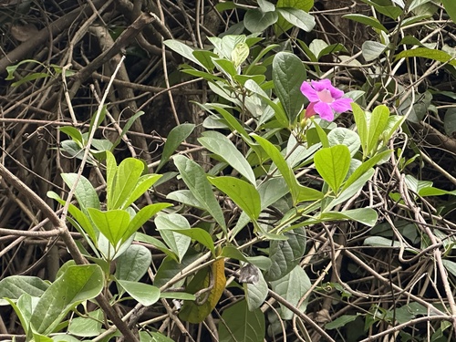 Foto de Sete-léguas