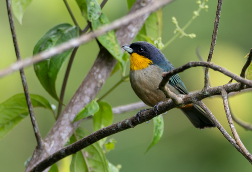 Yellow-throated Tanager (Iridosornis analis), photo 5