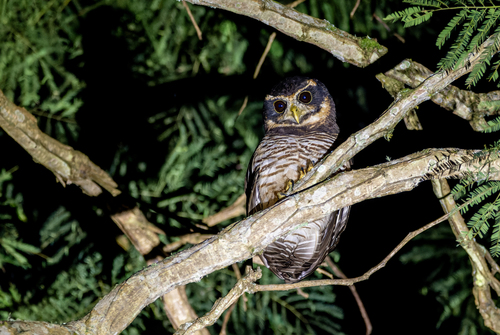 Band-bellied Owl (Pulsatrix melanota), photo 3