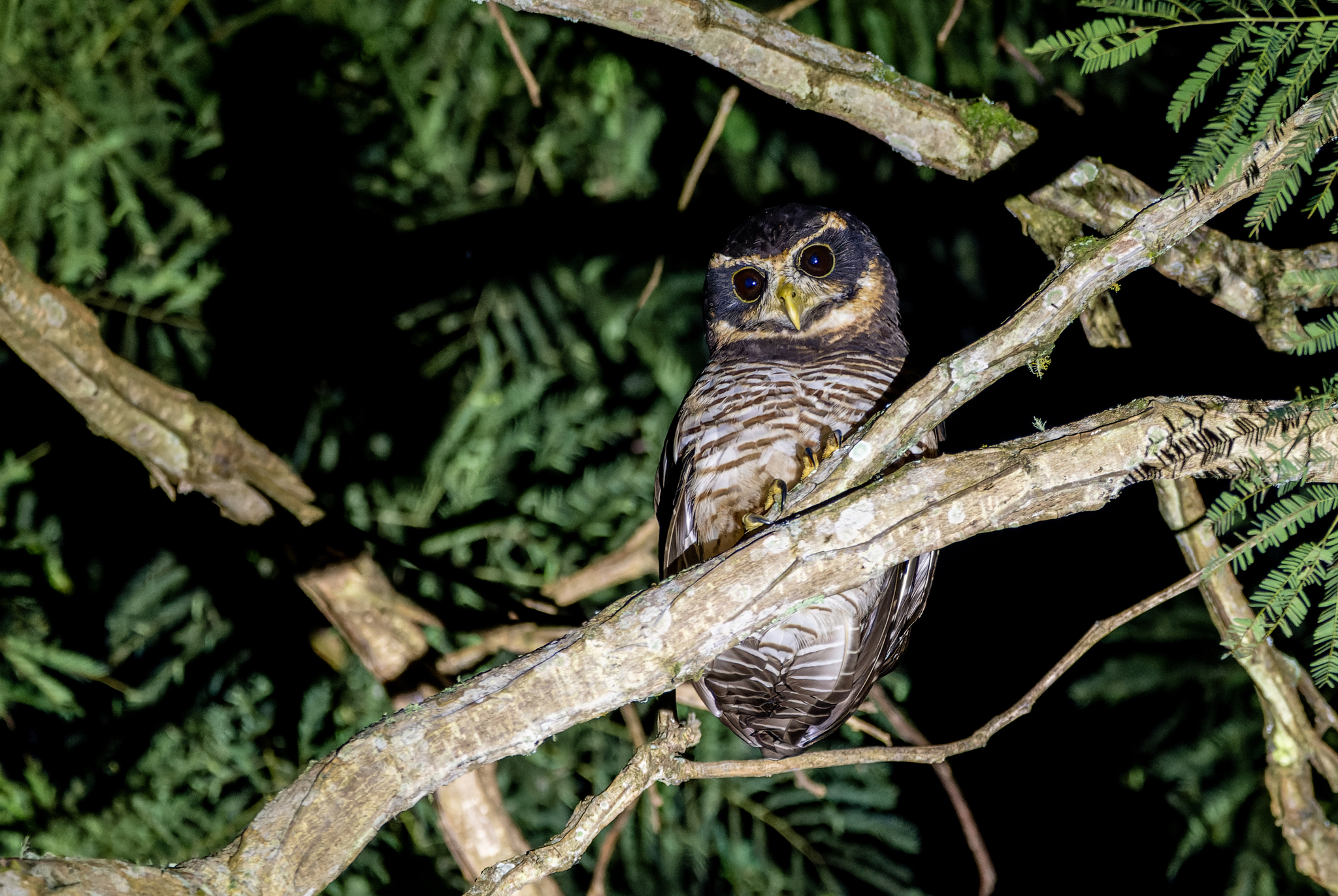 Band-bellied Owl (Pulsatrix melanota), photo 3