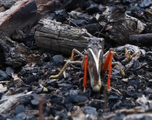 Pronotal Range Grasshopper photo 5