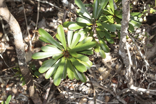 Codiaeum oligogynum observed 2025-01-09