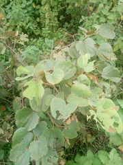 Piliostigma thonningii