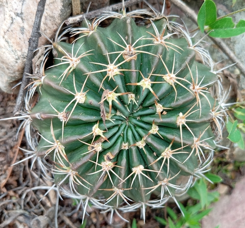 Ouriço-do-mato