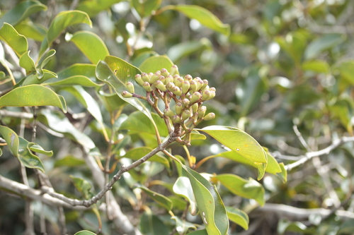 Syzygium macranthum observed 2025-01-10