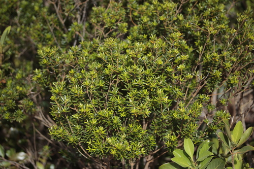Alyxia caletioides observed 2025-01-10