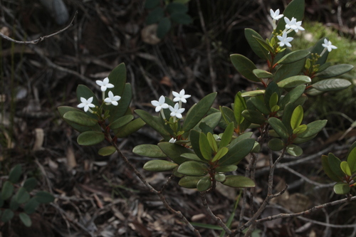 Psychotria coptosperma observed 2025-01-10