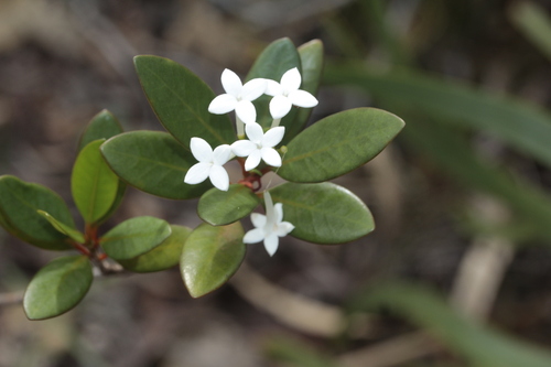 Psychotria coptosperma observed 2025-01-10