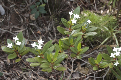 Psychotria coptosperma observed 2025-01-10