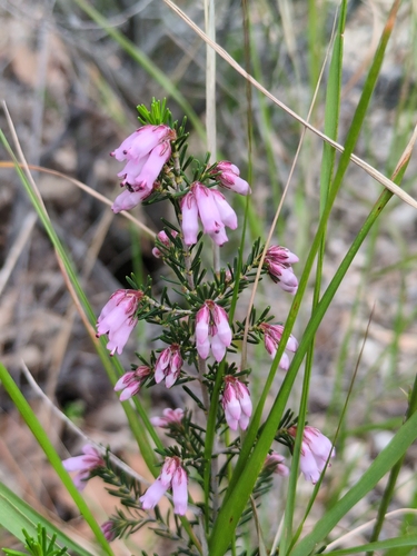 Image of Spanish Heath (Erica australis) by no rights reserved