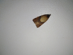 Philedone gerningana