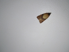 Philedone gerningana