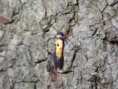 Chrysoclista linneella